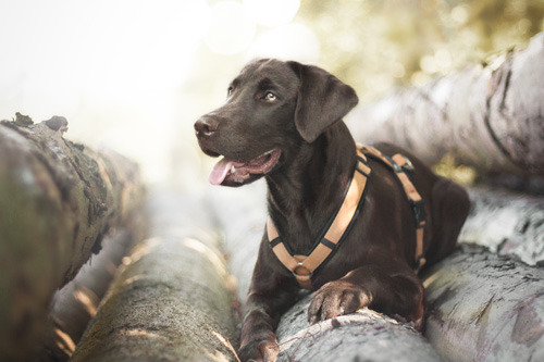 Labrador mit Geschirr
