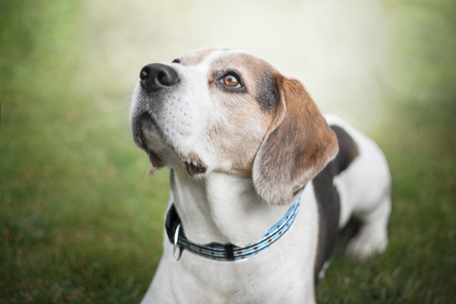 Beagel mit Halsband