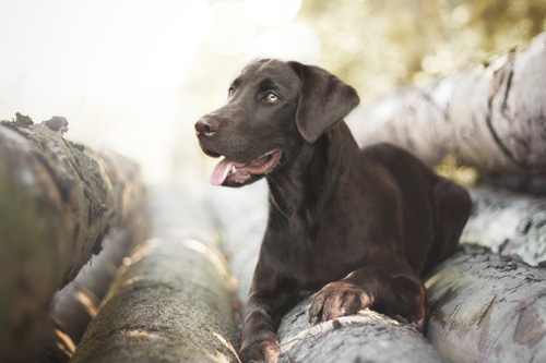 Labrador ohne Geschirr