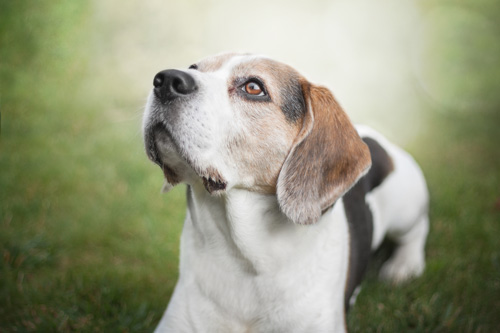 Beagel ohne Halsband
