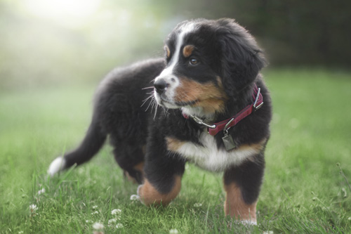 Welpe Nala mit Halsband