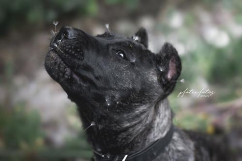 Presa Canario mit Pusteblumen im Gesicht