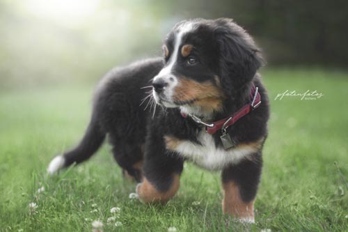 Welpe Nala