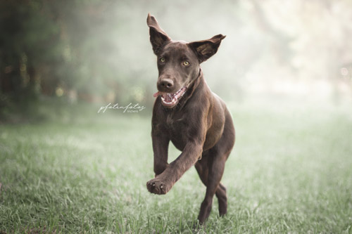 Labrador Bella rennt