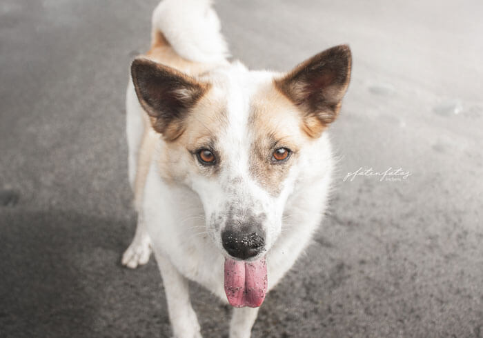 Ein Hundeportrait am Stand