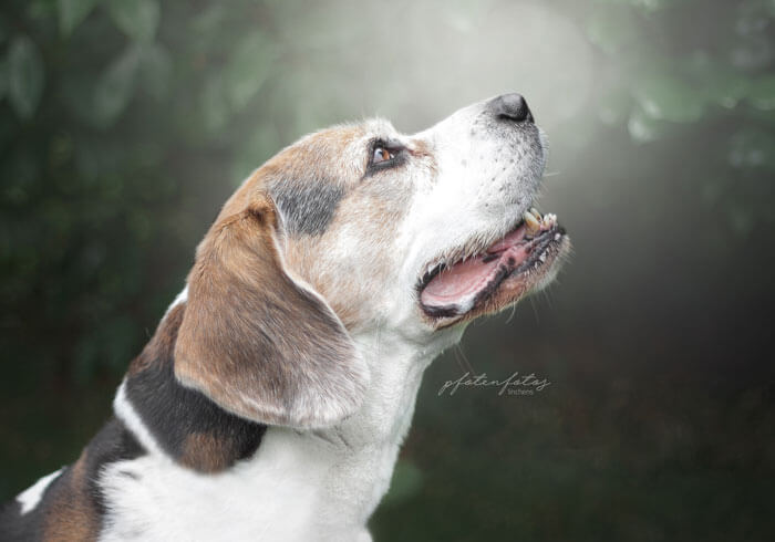 Ein Hundefoto von einem Beagel