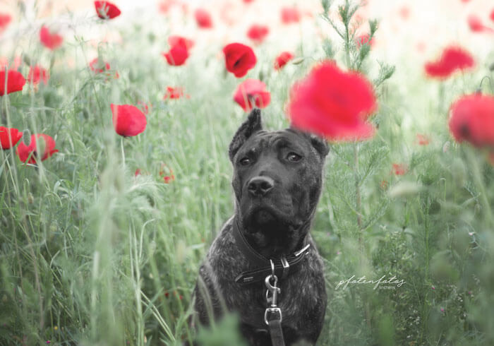Hundeshooting im Mohn-Feld