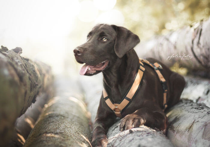 Ein Foto von einem jungen Labrador