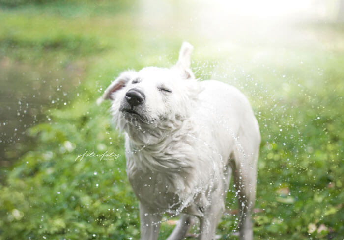 Hund schüttelt sich