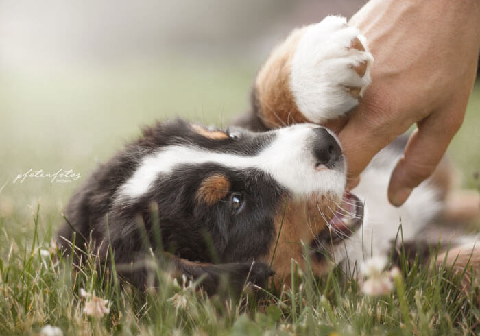 Ein Hundefotoshooting mit einem Welpen