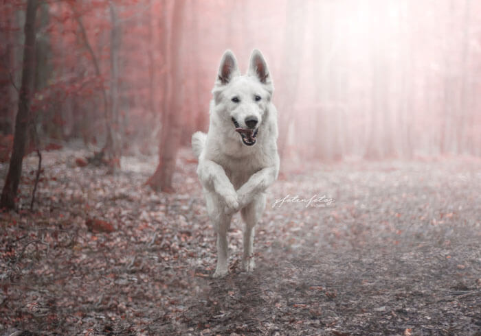 Aktion-Bilder im Wald