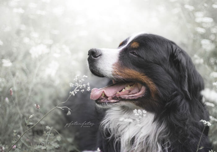 Ein Hundeshooting mit einem Bernersennen Hund