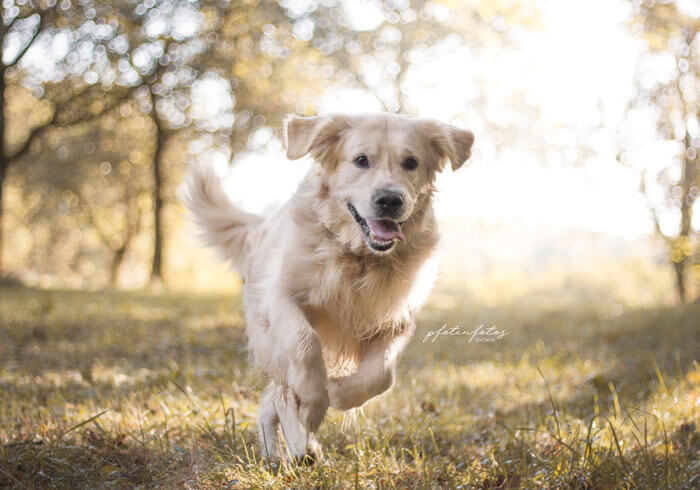 Der Golden Retriver im Ari