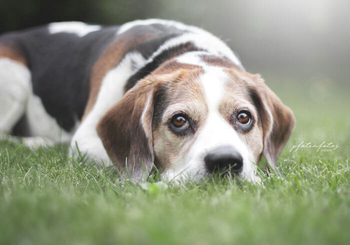 Beagel Charlie beim Kopf ablegen