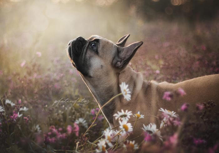 Dina die Französische Bulldogge