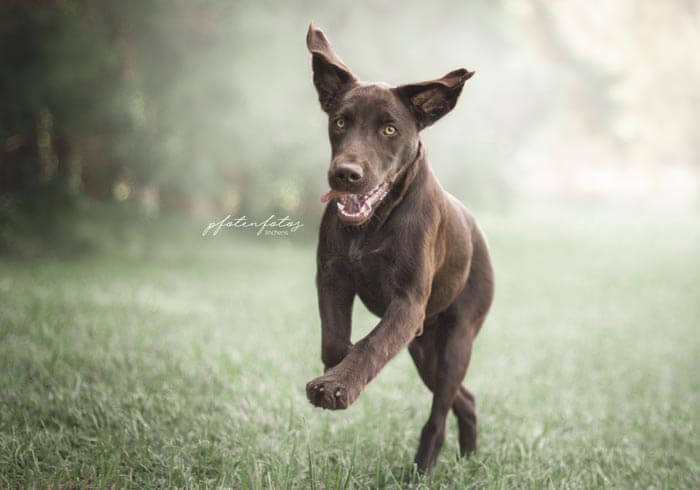 Ein rennender Labrador