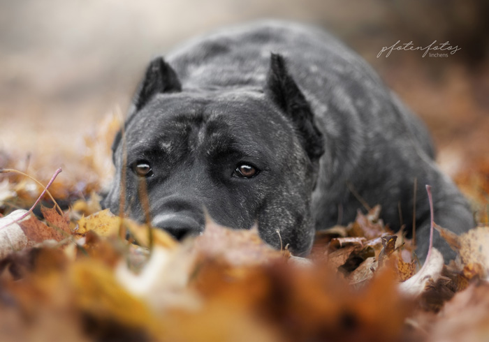 Presa Canario liegt im Laub
