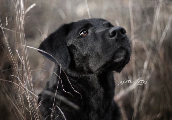 Ben der Labrador-Rottweiler-Mix
