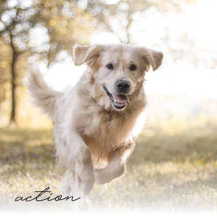 Ein rennender Hund